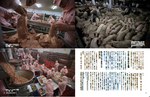 飽食時代pig.jpg