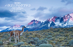 2014-1月号グアナコ.jpg
